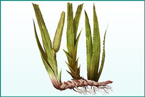 Allgemeiner Kräftiger und Kraftverstärker von Calamus